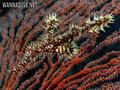 scuba diving photo