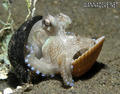 scuba diving photo