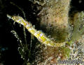 scuba diving photo
