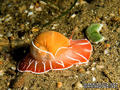 scuba diving photo