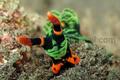 scuba diving photo