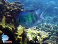 scuba diving photo