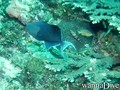 scuba diving photo