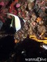 scuba diving photo