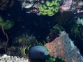 scuba diving photo