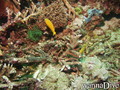 scuba diving photo