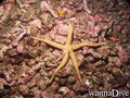 scuba diving photo