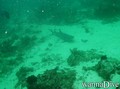 scuba diving photo