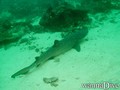scuba diving photo