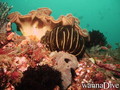 scuba diving photo