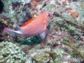scuba diving photo