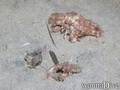 scuba diving photo