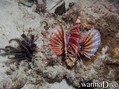 scuba diving photo