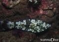 scuba diving photo