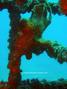 scuba diving photo