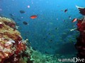 scuba diving photo