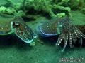 scuba diving photo