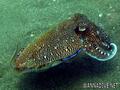 scuba diving photo