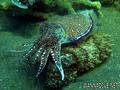 scuba diving photo