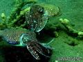 scuba diving photo