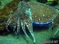 scuba diving photo