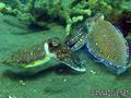 scuba diving photo