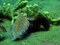 scuba diving photo