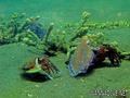 scuba diving photo