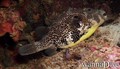 scuba diving photo
