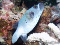 scuba diving photo