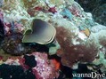 scuba diving photo