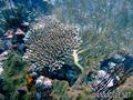 scuba diving photo
