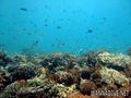 scuba diving photo