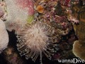 scuba diving photo