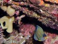 scuba diving photo