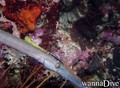 scuba diving photo