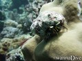 scuba diving photo