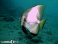 scuba diving photo