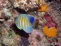 scuba diving photo