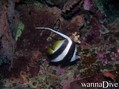 scuba diving photo
