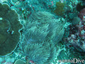scuba diving photo