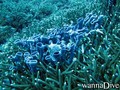 scuba diving photo