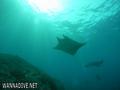 scuba diving photo