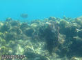 scuba diving photo