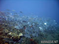 scuba diving photo