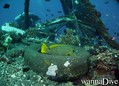 scuba diving photo