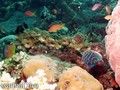 scuba diving photo