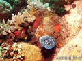 scuba diving photo