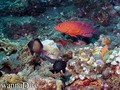 scuba diving photo