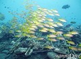 scuba diving photo
